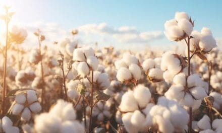 American cotton plays key role in Turkey’s textile industry amid challenges