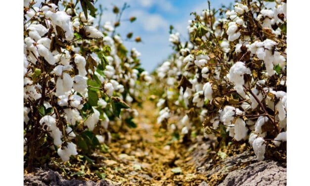 India’s cotton output to drop 8% in 2024-25 due to reduced acreage