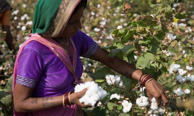 New CCI moisture regulation poses challenges for Indian cotton farmers