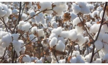 Bangladesh set to surpass China as World’s Top Cotton importer in 2024-25