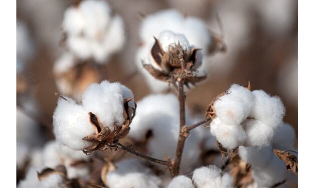 India to boost cotton productivity with trials, set target for $350 bn textile market by 2030: Textile Minister