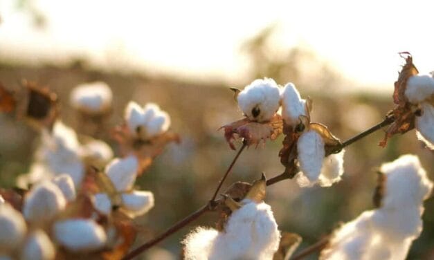 Textile industry set for recovery with RMG export growth and stable cotton prices