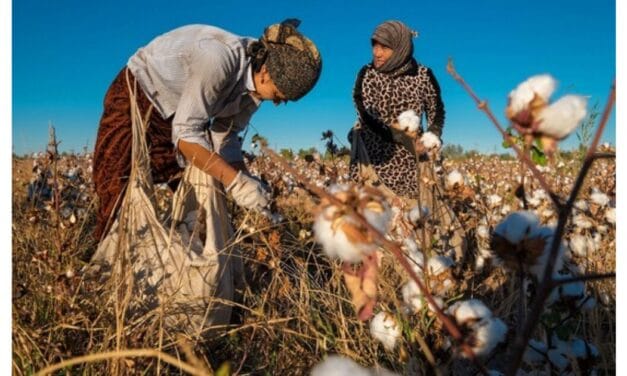 U.S. Coalition calls to reinstate ILAB initiative for Uzbek cotton labor reform