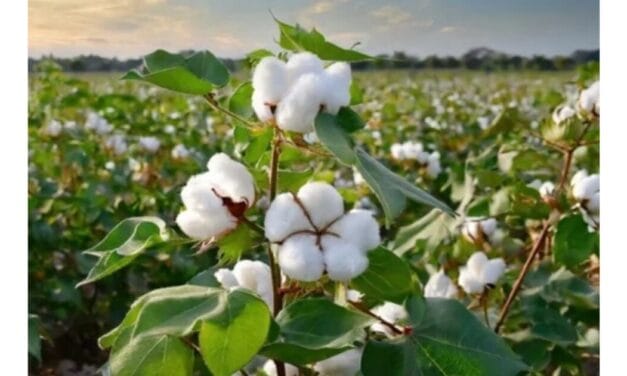 Upland cotton sales in the US will increase by 76% in April 2025: USDA