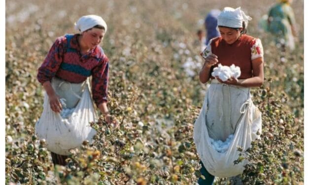 U.S. cancels Uzbek Cotton Labor Reform Project amid industry progress