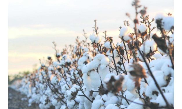 Govt. removes duty on cotton imports to aid textile sector