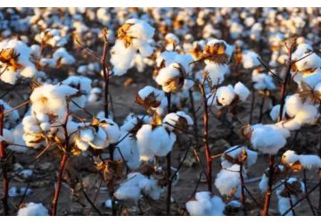 Govt. waives import duty on cotton to provide temporary