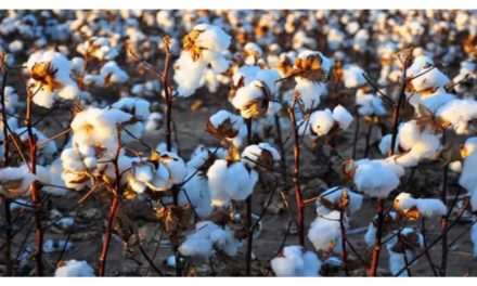 Govt. waives import duty on cotton to provide temporary relief for garment sector