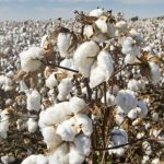 Pakistan finalizes National Cotton Plan 2025 to boost yields, cut costs, and drive export-led textile growth