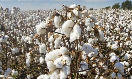 Pakistan finalizes National Cotton Plan 2025 to boost yields, cut costs, and drive export-led textile growth