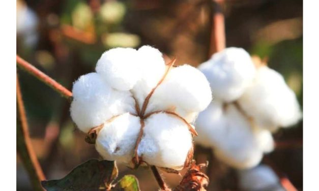 U.S. Cotton Industry optimistic about economic assistance