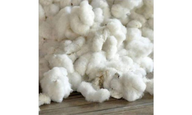 CAI urges the government to remove customs duty of 11% on imports of raw cotton