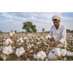 Mission for cotton productivity | CITI warmly welcomes Union Cabinet decision, highlights boost for $350 billion textile sector vision