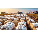 AEPC welcomes temporary exemption of customs duty on cotton imports