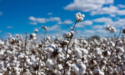 Textile industry hails suspension of cotton import duty