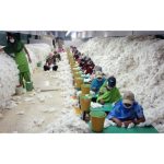 Indian cotton sector in play