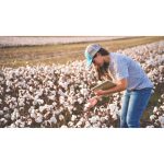 Vietnam became the largest importer of U.S. cotton in 2025