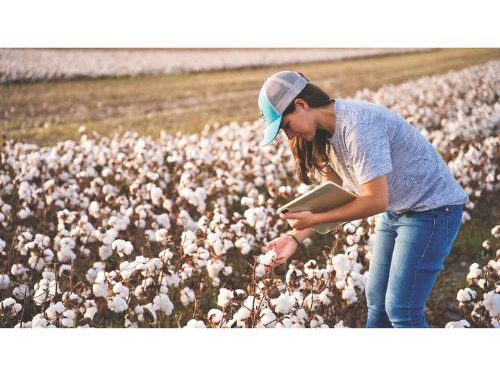 Vietnam became the largest importer of U.S. cotton in 2025