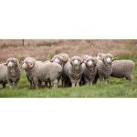 U.S. Wool Market to Reach US$ 580.6 Million by 2033 Driven by Rising Demand for Sustainable and Premium Natural Fibers