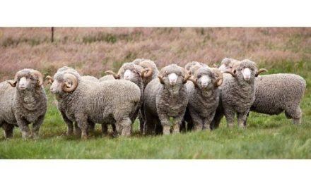 U.S. Wool Market to Reach US$ 580.6 Million by 2033 Driven by Rising Demand for Sustainable and Premium Natural Fibers