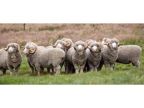 U.S. Wool Market to Reach US$ 580.6 Million by 2033 Driven by Rising Demand for Sustainable and Premium Natural Fibers