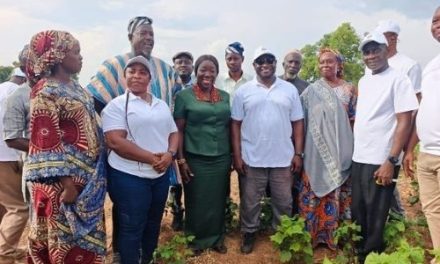 Ghana moves to revive cotton production as textile industry regains momentum