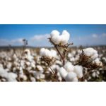 Pakistan’s cotton output plunges to three decades low