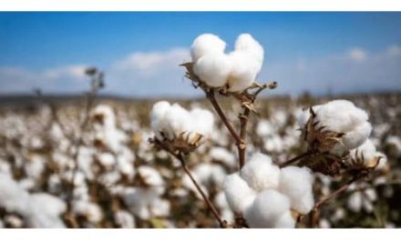 Pakistan’s cotton output plunges to three decades low